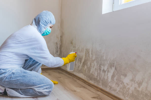 Licensed Mold Inspection service in Pendleton, NC - WQB Mold Removal